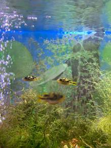 pea puffer