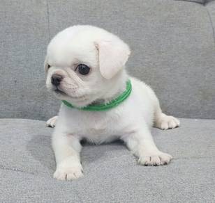 PUG PUPPIES 698 🌻 Male puppy