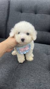 White Color Male Tiny Poodle Puppy M-1