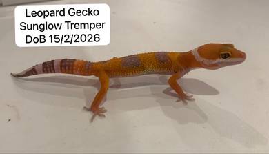 Leopard Gecko Sunglow Tremper Untuk Dijual !!