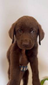Brown color labrador Retriever@