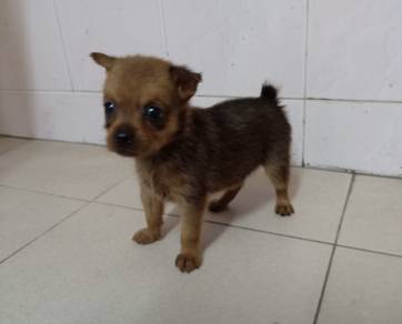 4 weeks old female miniature pinscher 