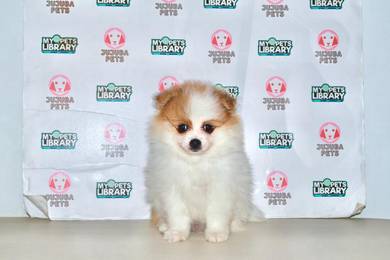 x14 Cheerful Pomeranian Puppy