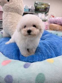Bichon Frise