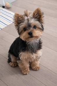 T8244 Captivating Silkese Long Hair Teddy Bear Dog