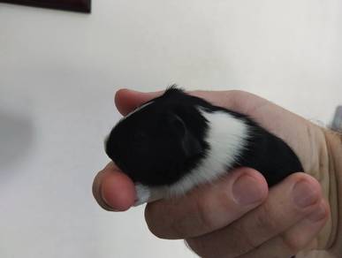 Guinea pig female