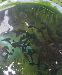guppy black moscow