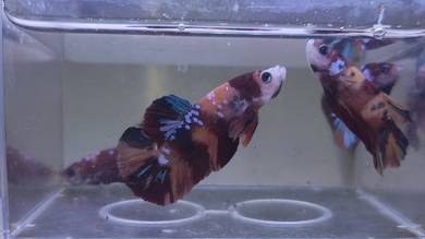 Galaxy Koi Candy Fancy Betta Fish Ikan Laga
