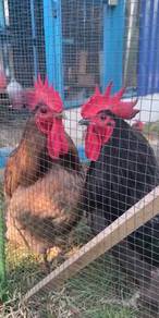 Australorp Blue and Black