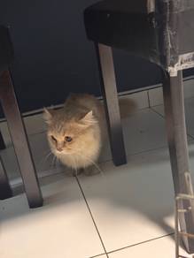 munchkin male