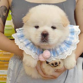 Chow Chow