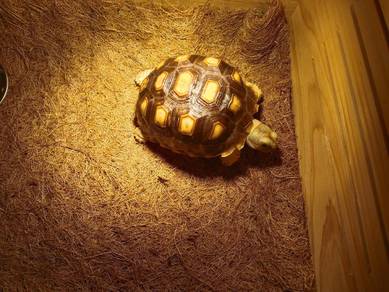 Sulcata Tortoise w license 
