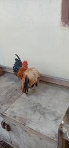 ayam serama