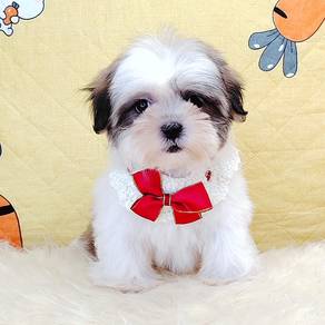 Shih Tzu