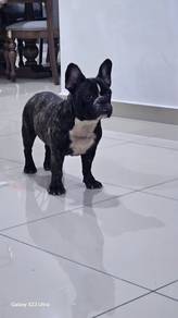 French Bulldog