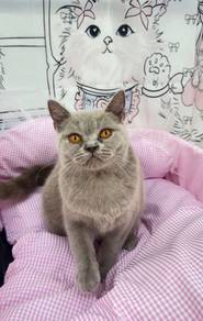 British Shorthair Lilac
