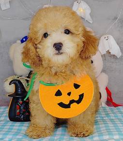 Poodle