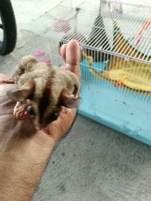 Sugar glyder sepasang untuk di jual