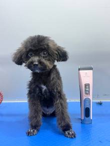 Poodle
