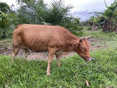 lembu