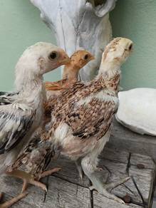 anak aseel parrot ori