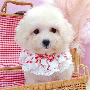 Poodle