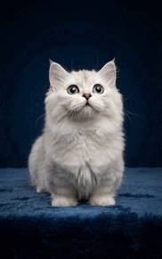 Munchkin High Quality Female kitten