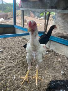 Ayam Jantan Ratu Khaisi