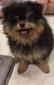 Pomeranian black/gold puppy