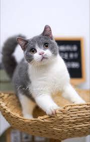 Bsh bi color male 2 years old