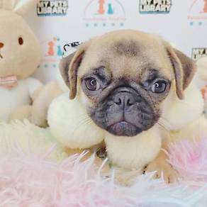 Pug