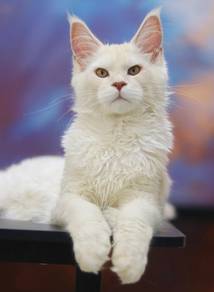 Khamir Maine Coon
