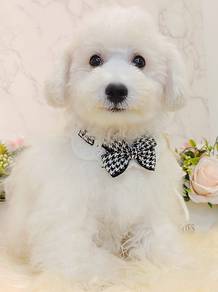 Bichon