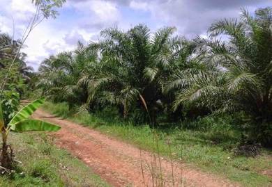 Agricultural Land in Bakri, JHR