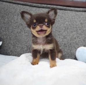 CHIHUAHUA PUPPIES VIP49🌷Head Apple Bonnie Dog Boy