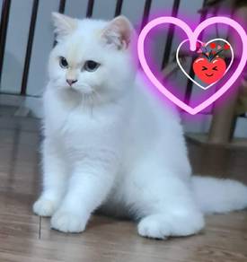 golden point british shorthair 