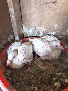 burung merpati racing homer anak suap 3 pasang