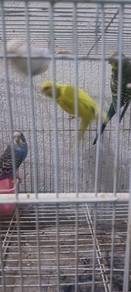 Burung Baji Cantik