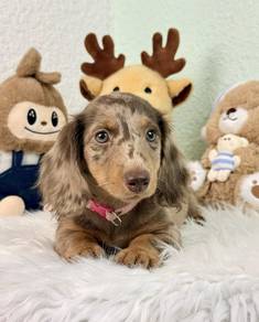 MINIATURE DACHSHUND Puppies 059 🐻 Female Rehome