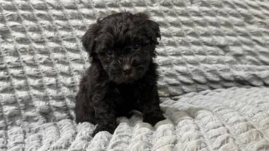 poodle