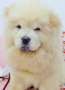 Chow Chow