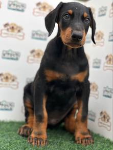 Doberman