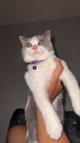 British Shorthair (BSH)