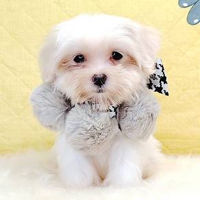 Maltese