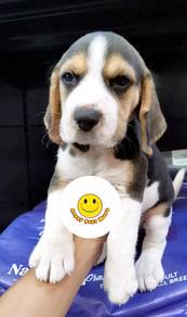 QRR511 Beagle puppy 2 months old