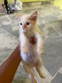 Domestic mix cream point