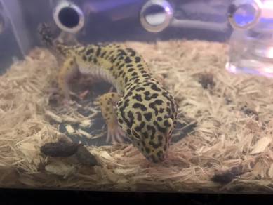 Leopard Gecko