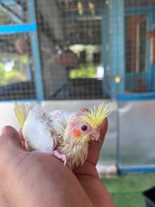 burung cockatiel