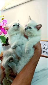 Ragdoll Blue kittens high quality 