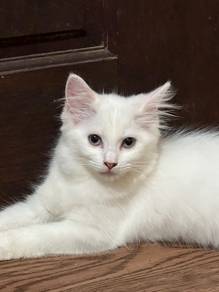 Cuddly White Girl Kitten 3 Months Old